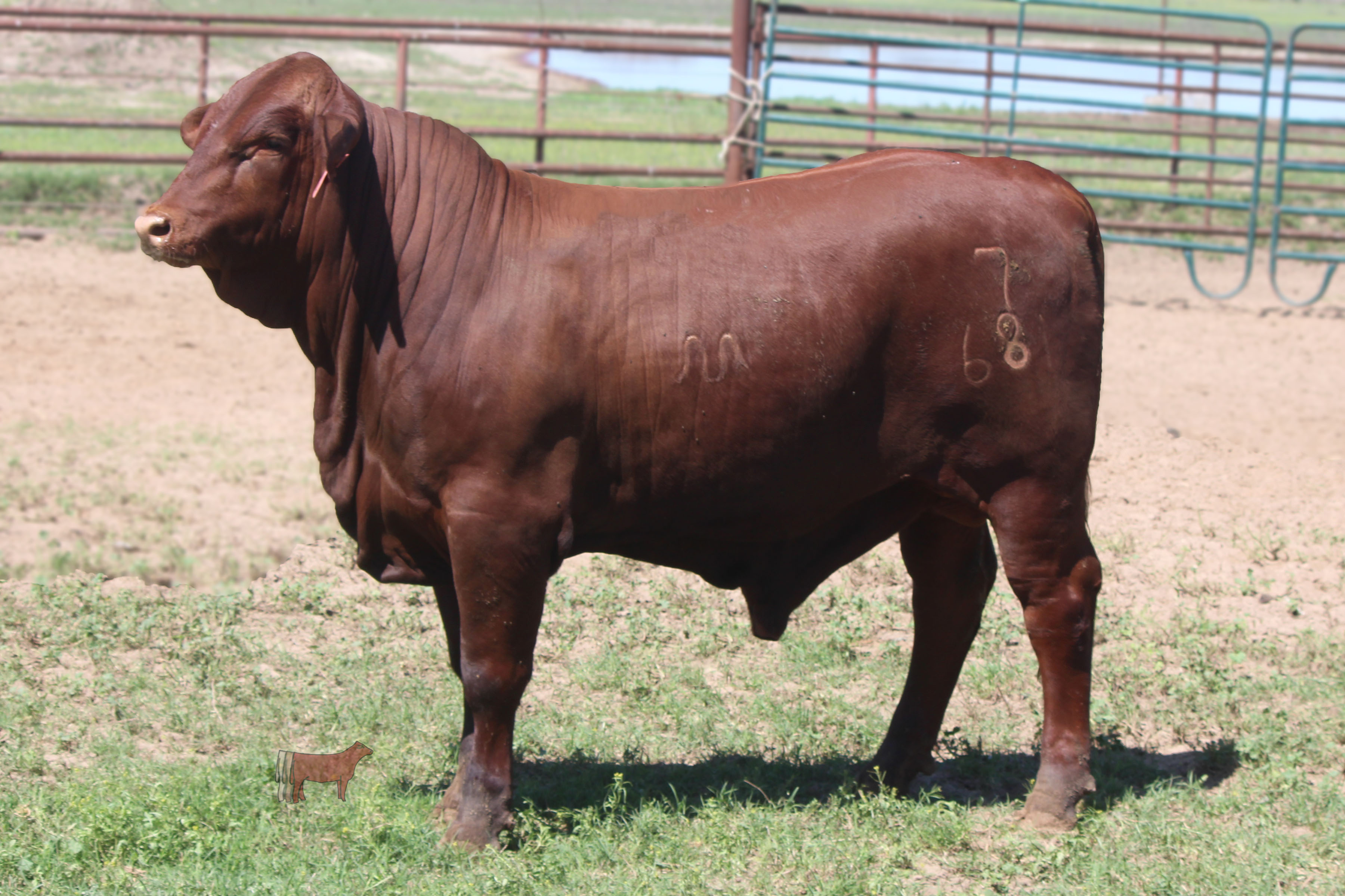 Lot 27 santa gertrudis 7 681 cattle in motion cattle auctions